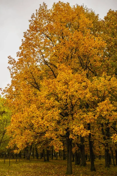 Krásný strom s zlaté podzimní listy — Stock fotografie