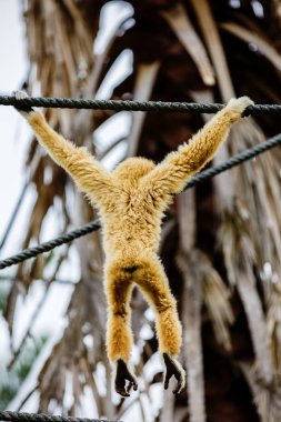 Lar jibon veya elle jibon (Hylobates lar) üzerinde çalış bir beyaz bir 