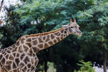 bir doğal yaşam parkı, Hayvanat Bahçesi safari içinde Zebra