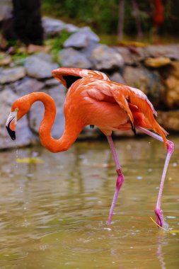 Profilde pembe bir flamingo portresi.