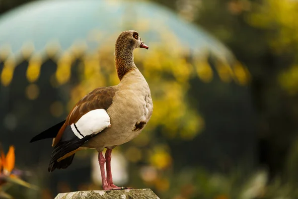 Front view of alert colorful wild egyptian goose perched on gree