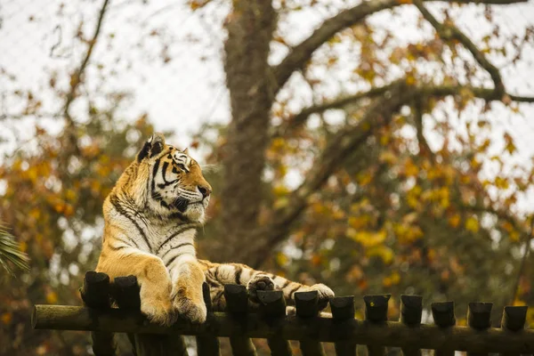Tygrys Bengalski w niewoli w zoo — Zdjęcie stockowe