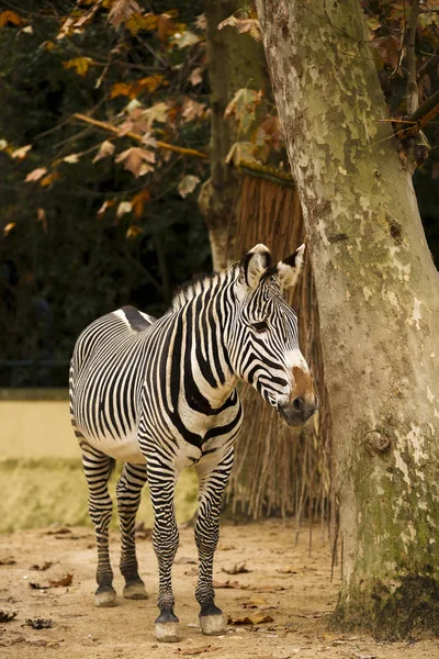 Zebra stand in zoo — Stock Photo, Image