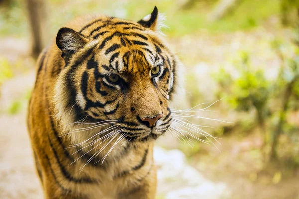 Tygrys Bengalski w niewoli w zoo — Zdjęcie stockowe