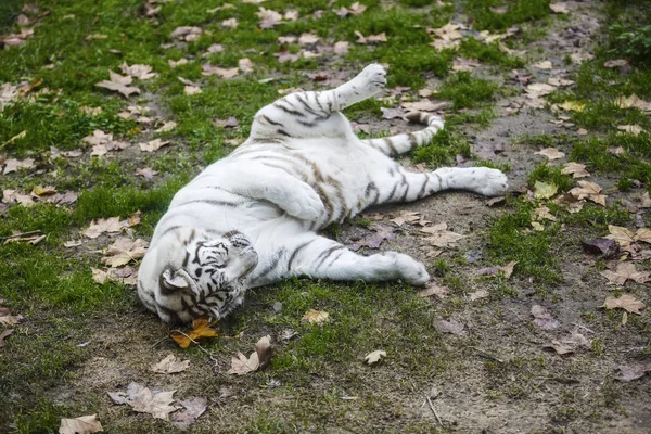Редкий черный и белый полосатый тигр — стоковое фото