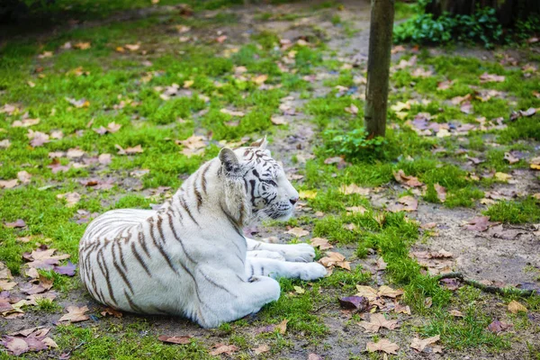 Rzadko Czarno-Biały Tygrys w paski — Zdjęcie stockowe