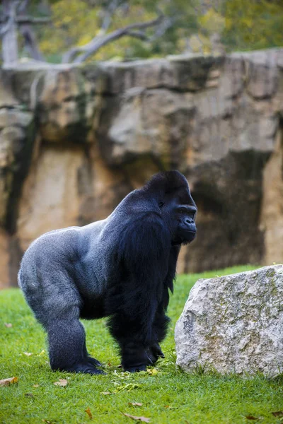 Un gran gorila de tierras bajas occidental dorsal macho de plata de pie en una p — Foto de Stock