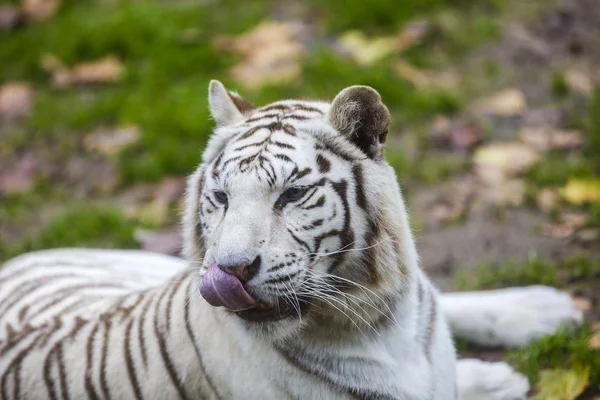 Tigre adulto de rayas blancas y negras raras — Foto de Stock