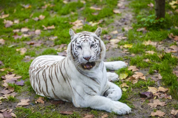 Tigre adulto de rayas blancas y negras raras — Foto de Stock
