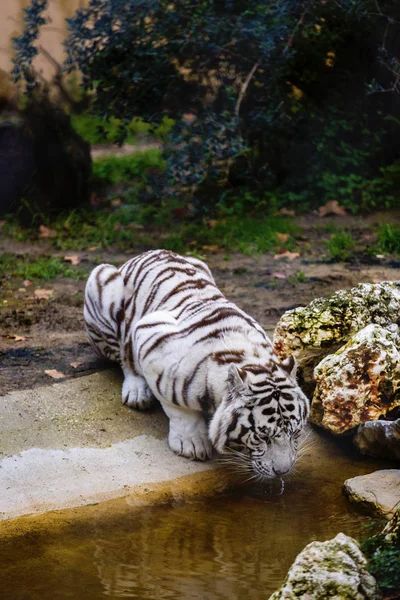 Tigre adulto de rayas blancas y negras raras — Foto de Stock