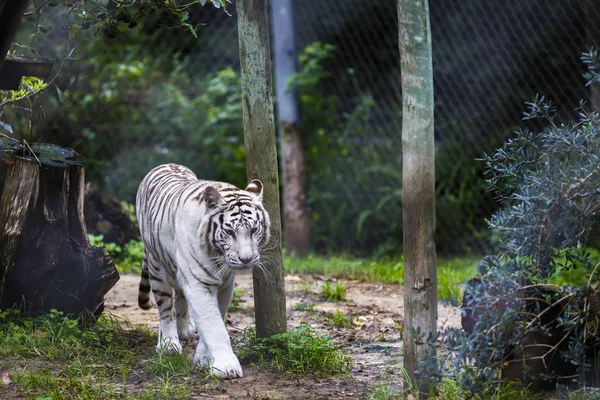 Tigre adulto de rayas blancas y negras raras — Foto de Stock