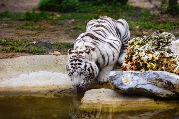 Tigre adulto de rayas blancas y negras raras — Foto de Stock