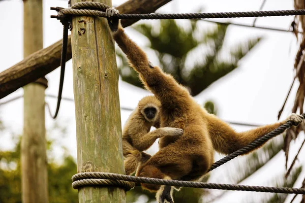 Lar Gibbon, of een witte overhandigde gibbon (Hylobates lar) speelt op een — Stockfoto