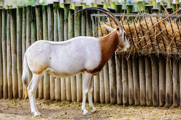 View of the oryx--eating — Stock Photo, Image