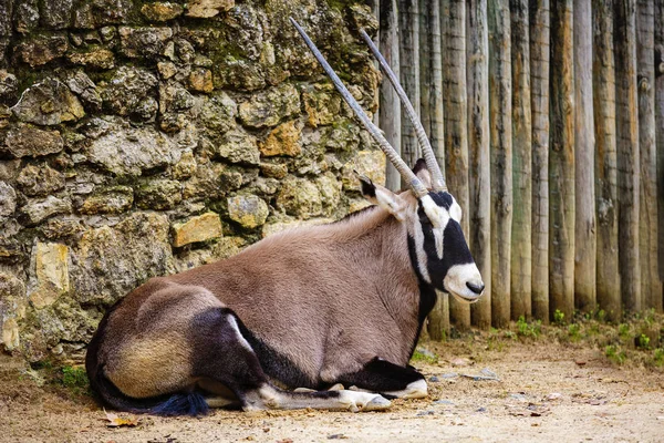 Oryx gazella, Gemsbok is a large antelope. — Stock Photo, Image