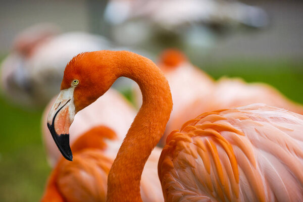 Portrait of a pink flamingo in a profile.