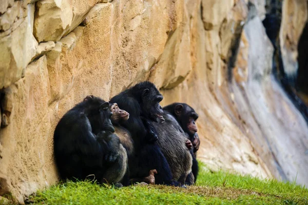 Imagen expresiva con mono chimpancé en el zoológico — Foto de Stock