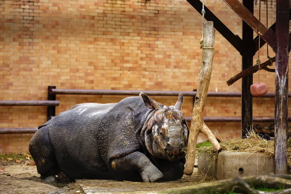 Rinoceronte se sienta en el zoológico — Foto de Stock