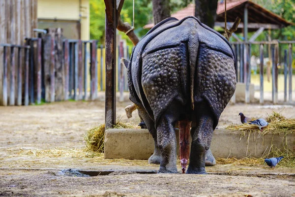 Gergedanın arkasından erkek organını gördüm — Stok fotoğraf