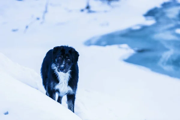 Kaunis koira talvimaisemassa — kuvapankkivalokuva