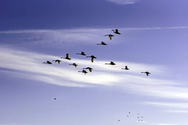 Vacker utsikt med en flock svanar som flyger mot den blå himlen — Stockfoto