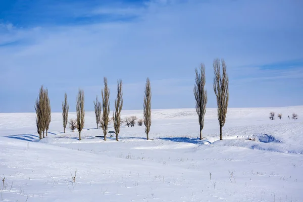 Winter landscape with trees and a field somewhere in Romania — Stock Photo, Image