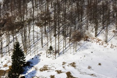 izole kış manzara dağlarda ağaçlarda