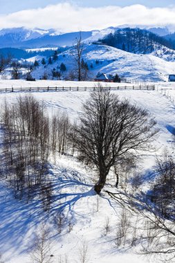 izole kış manzara dağlarda ağaçlarda