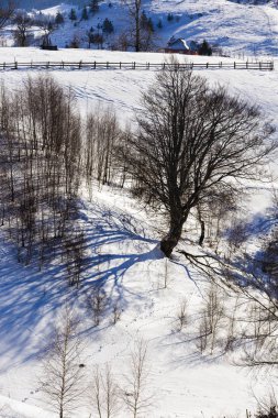 izole kış manzara dağlarda ağaçlarda