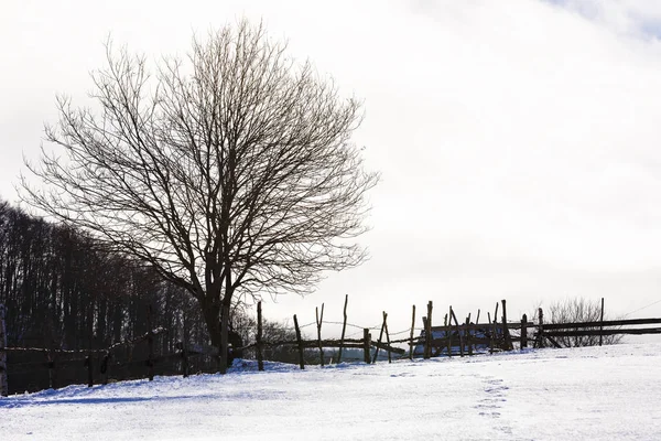 Árboles aislados en el paisaje invernal en las montañas — Foto de Stock