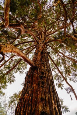 parkta güzel laik çam