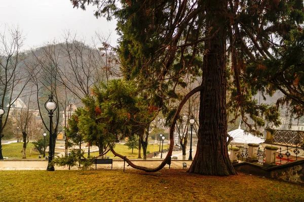 Belo pinheiro secular no parque — Fotografia de Stock