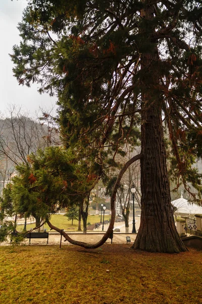 Beautiful secular pine in the park — Stock Photo, Image