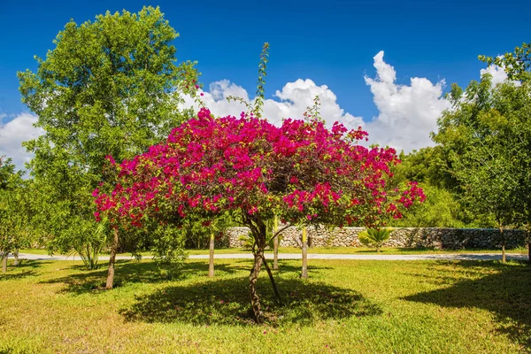 Bel arbre à fleurs exotique dans le parc — Photo