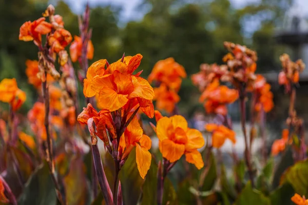 Beautiful flowers in the park — Stock Photo, Image