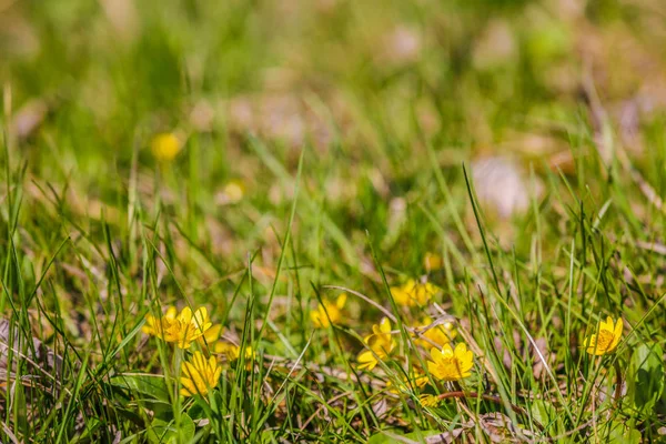 Grass yellow wild flowers in spring — Stock Photo, Image