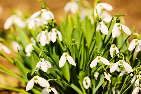 Delicate Snowdrop flower is one of the spring symbols telling us — Stock Photo, Image