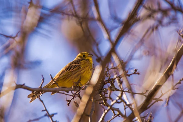 Beautiful little bird among branches of a tree — Stock Photo, Image