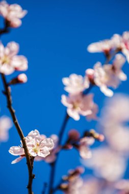Clouse-up resim güzel bahar çiçekli ağaç