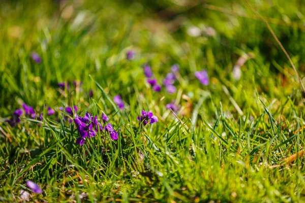 Frühlingsblumen im Gras im Park — Stockfoto