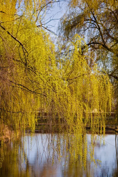 Panoramica della primavera in parco — Foto Stock