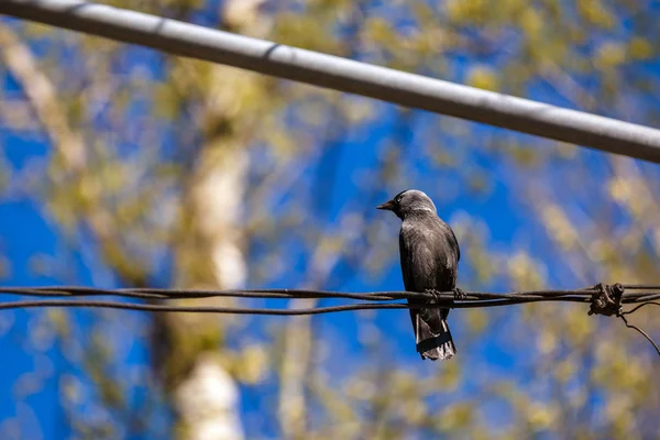 Gyönyörű madár raven a villamosenergia-vezeték — Stock Fotó