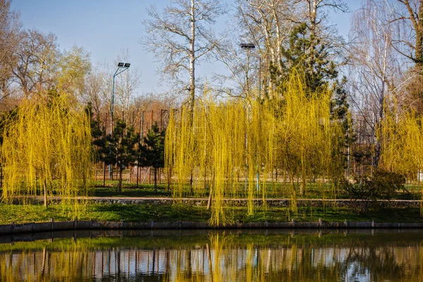 Visão geral da primavera no parque — Fotografia de Stock