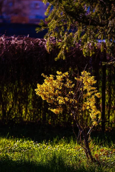 Spring flowers in the grass in the park — Stock Photo, Image