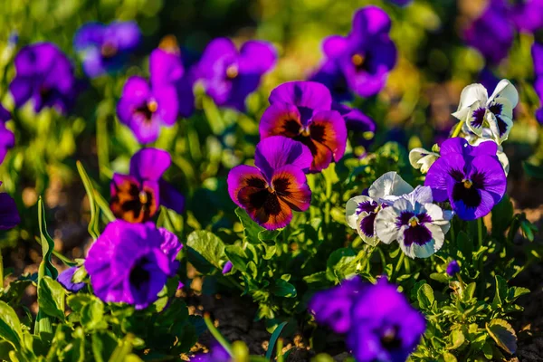 Spring flowers in the grass in the park — Stock Photo, Image