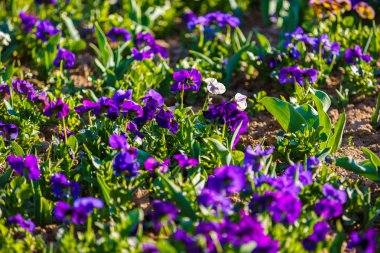 bahar çiçekleri parkta çim