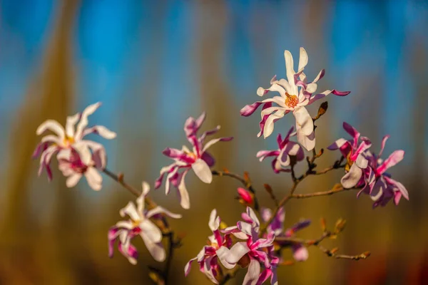 Magnoliu イメージの美しい花のぼかし — ストック写真