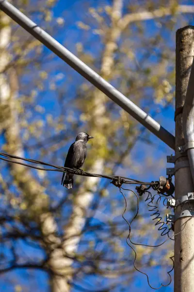ワイヤー電気で漆黒の美しい鳥 — ストック写真