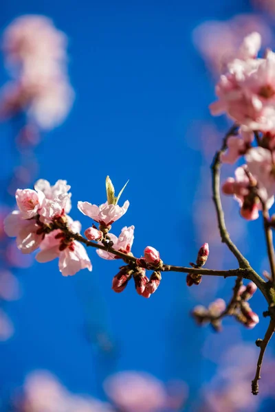 Clouse-up kép szép tavasszal virágzó fa — Stock Fotó