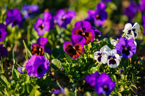 Spring flowers in the grass in the park — Stock Photo, Image